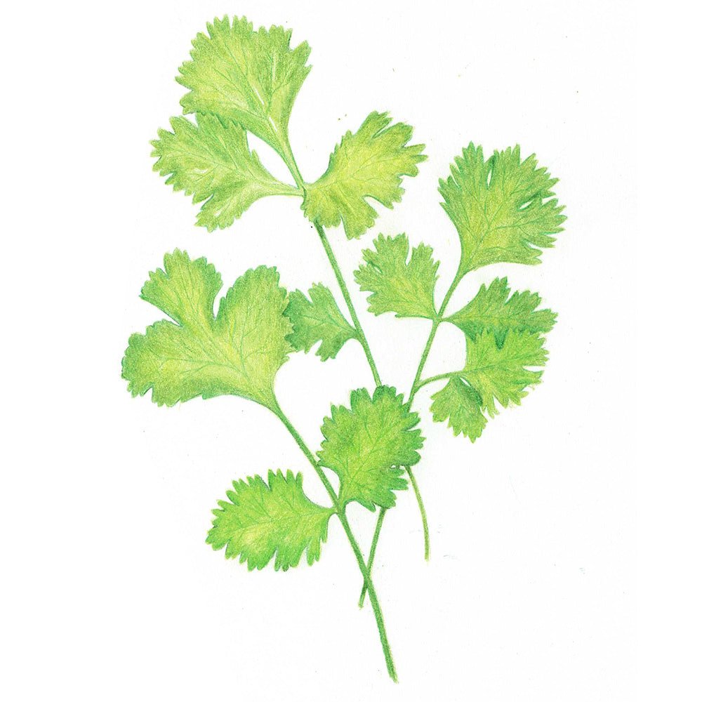 Coriander Seeds gathera