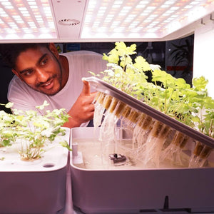 man looking at roots coming out of hydroponic rockwool cubes