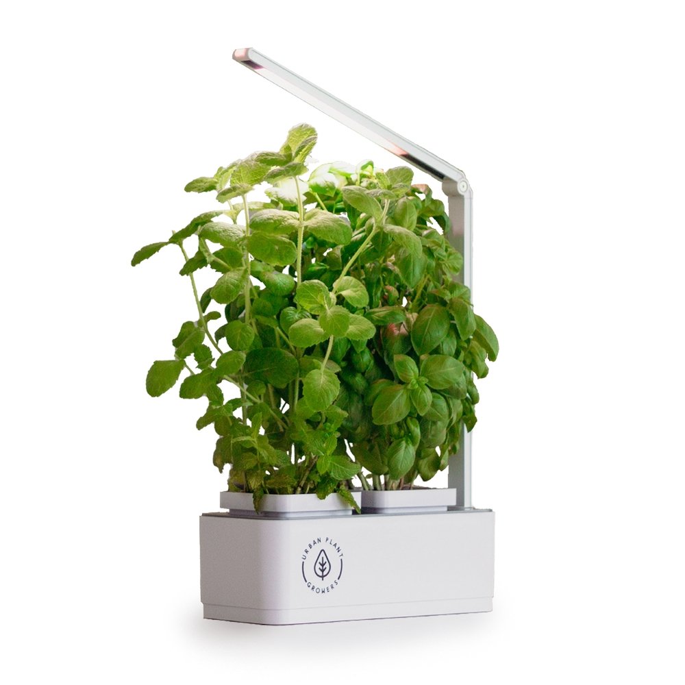 indoor smart garden growing basil and mint hydroponically