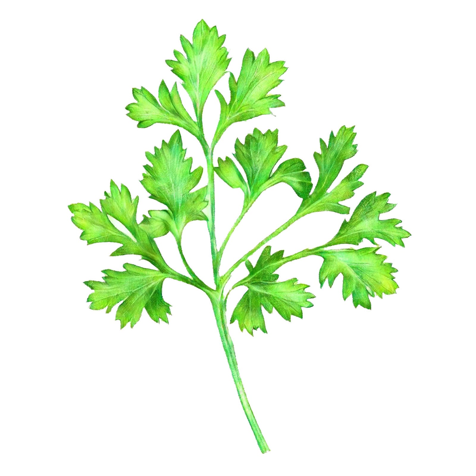 Parsley - Italian Plain leaf - Shamrock - Seeds