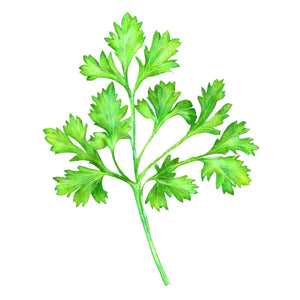 Parsley - Italian Plain leaf - Shamrock - Seeds