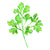 Parsley - Italian Plain leaf - Shamrock - Seeds