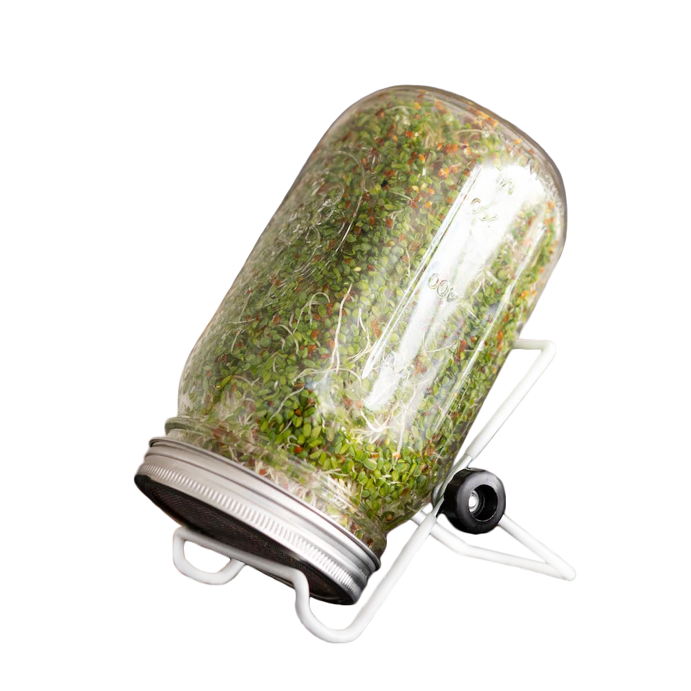 speedy sprouter sprout growing jar on stand tilted