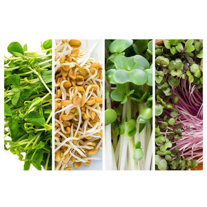Sprouting Seed Bundle-Urban Plant Growers-