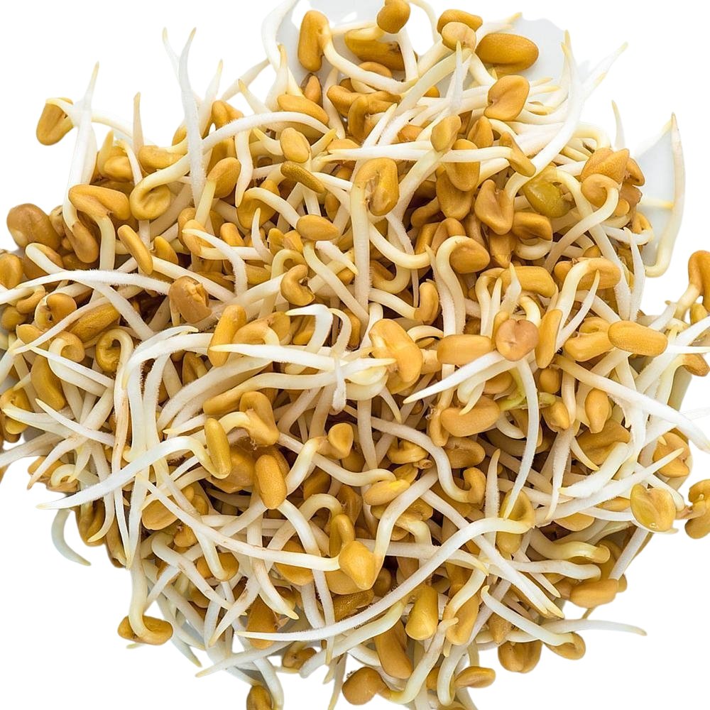 Sprouting fenugreek seeds