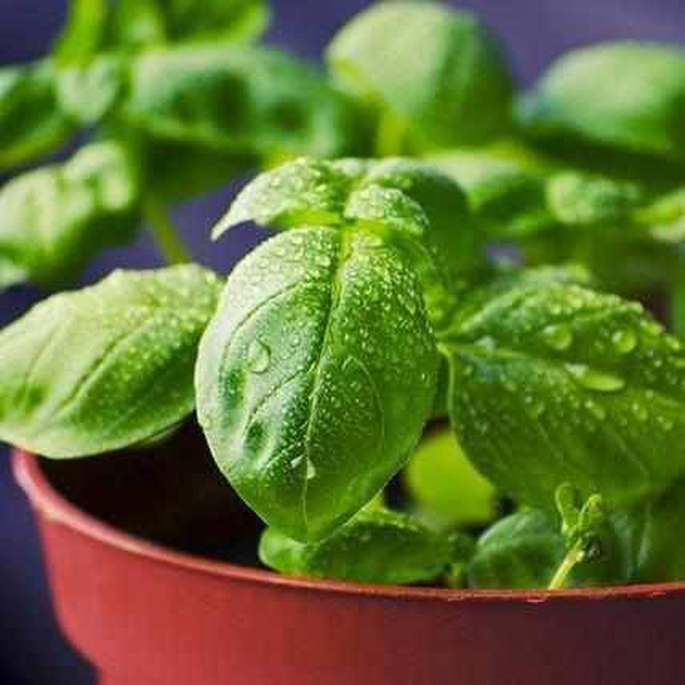 Genovese Basil Seeds-Seeds-Urban Plant Growers-