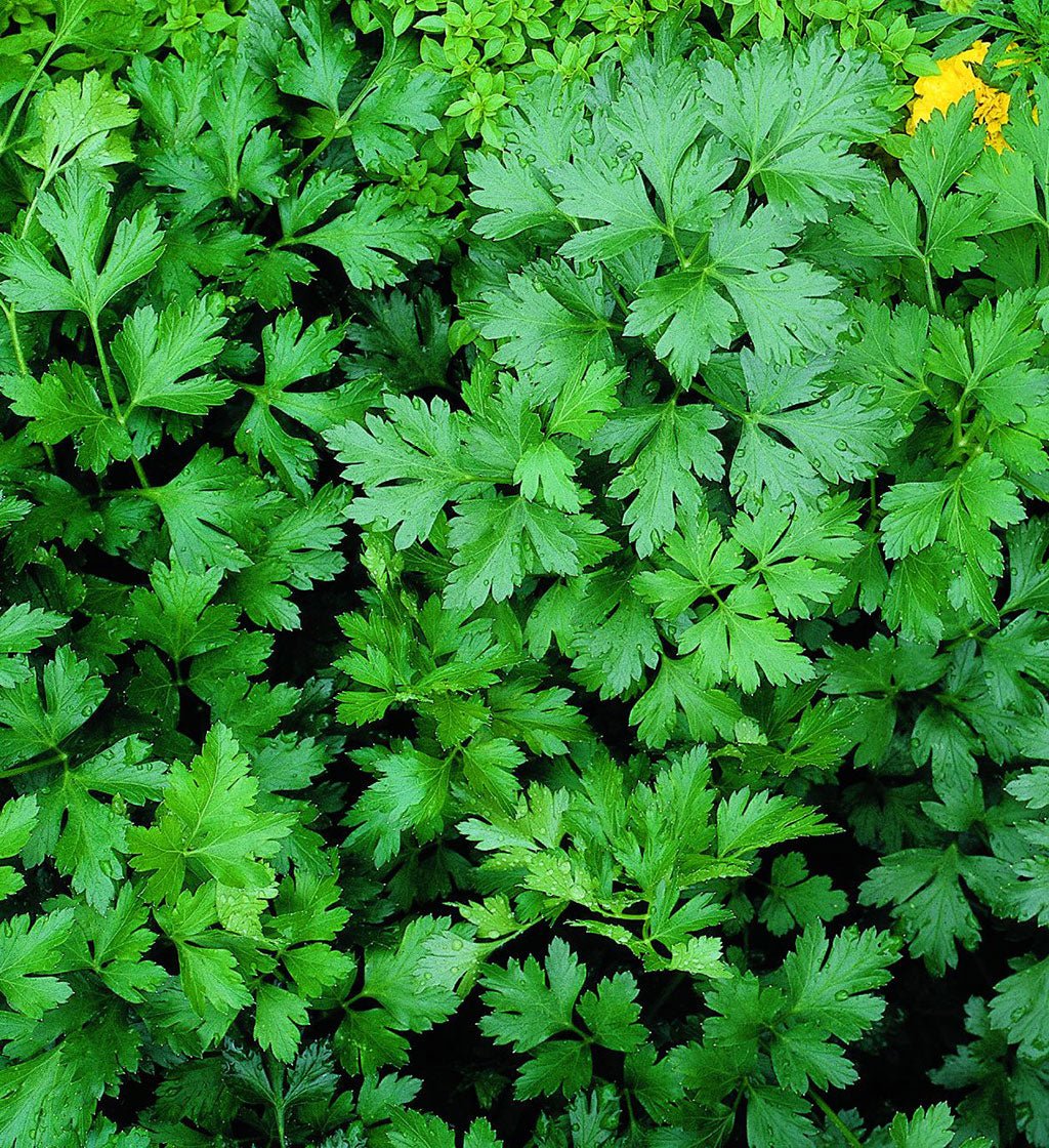 Parsley - Italian Plain leaf - Shamrock - Seeds