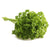 Parsley - Italian Plain leaf - Shamrock - Seeds