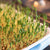 Sprouting Seed Bundle-Urban Plant Growers-